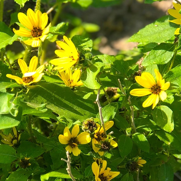 Meet your Posher, Gloria - Picture 1 of 1